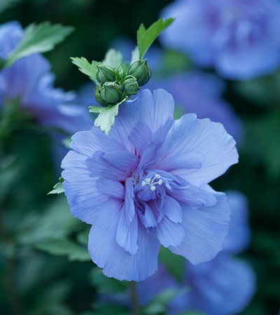 Rose of Sharon Blue Chiffon®